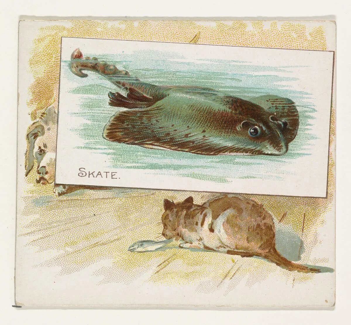 Skate, from Fish from American Waters series (N39) for Allen & Ginter Cigarettes — Lindner, Eddy & Claus|Allen & Ginter