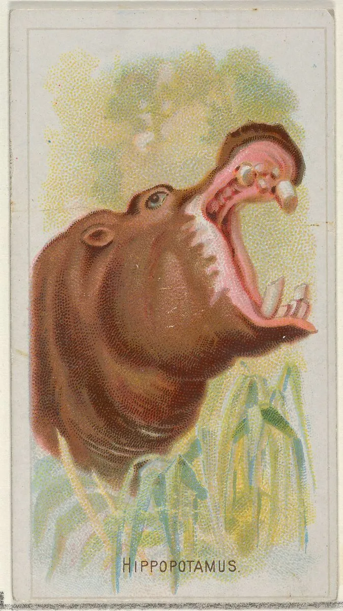 Hippopotamus, from the Wild Animals of the World series (N25) for Allen & Ginter Cigarettes — Allen & Ginter|George S. Harris & Sons