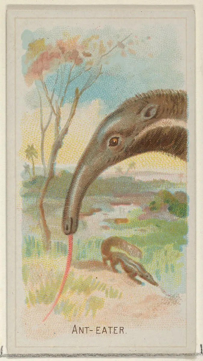 Anteater, from the Wild Animals of the World series (N25) for Allen & Ginter Cigarettes — George S. Harris & Sons|Allen & Ginter