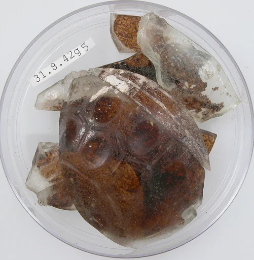 Glass Fragments