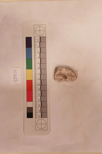Stucco Fragment