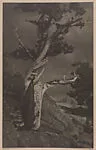 The Dying Cedar — Anne W. Brigman