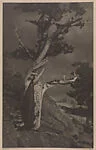 The Dying Cedar