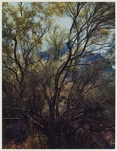 Paloverde Trunks, Tucson Mountain Park, Arizona