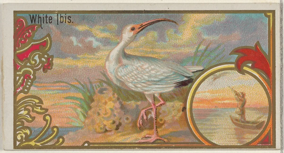 White Ibis, from the Game Birds series (N13) for Allen & Ginter Cigarettes Brands — George S. Harris & Sons|Allen & Ginter