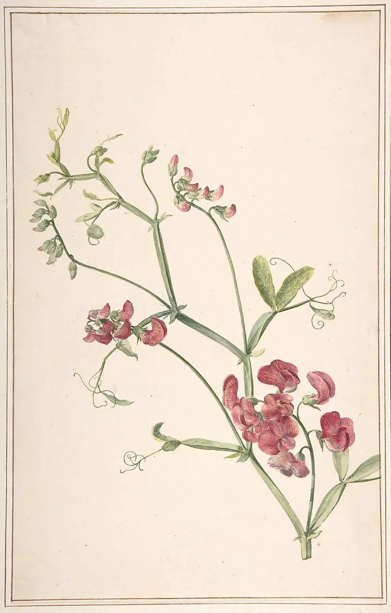 Perennial Pea — Jan Jansz. van der Vinne