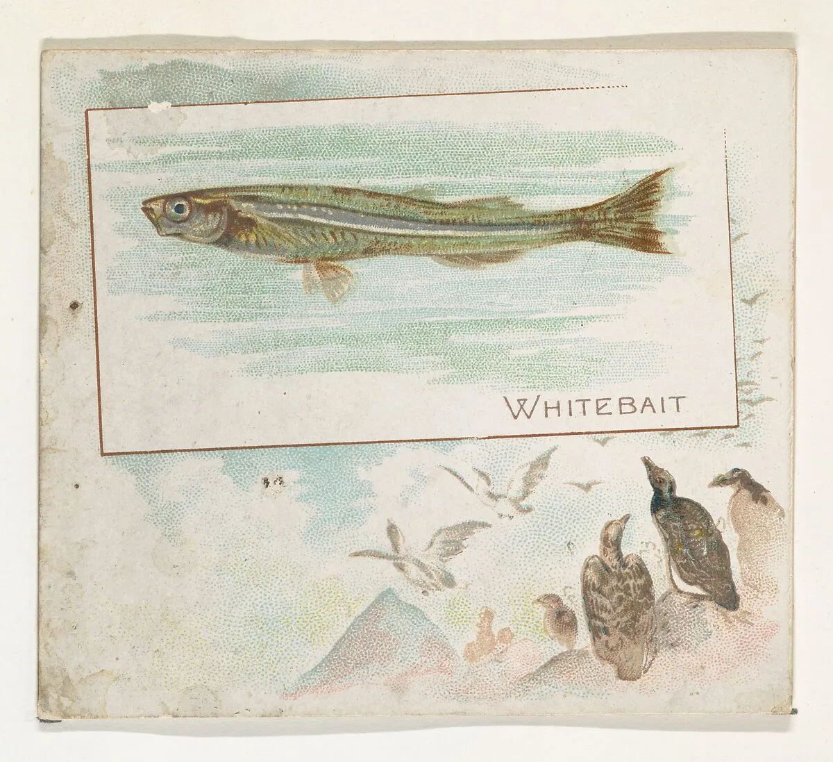 Whitebait, from Fish from American Waters series (N39) for Allen & Ginter Cigarettes — Lindner, Eddy & Claus|Allen & Ginter