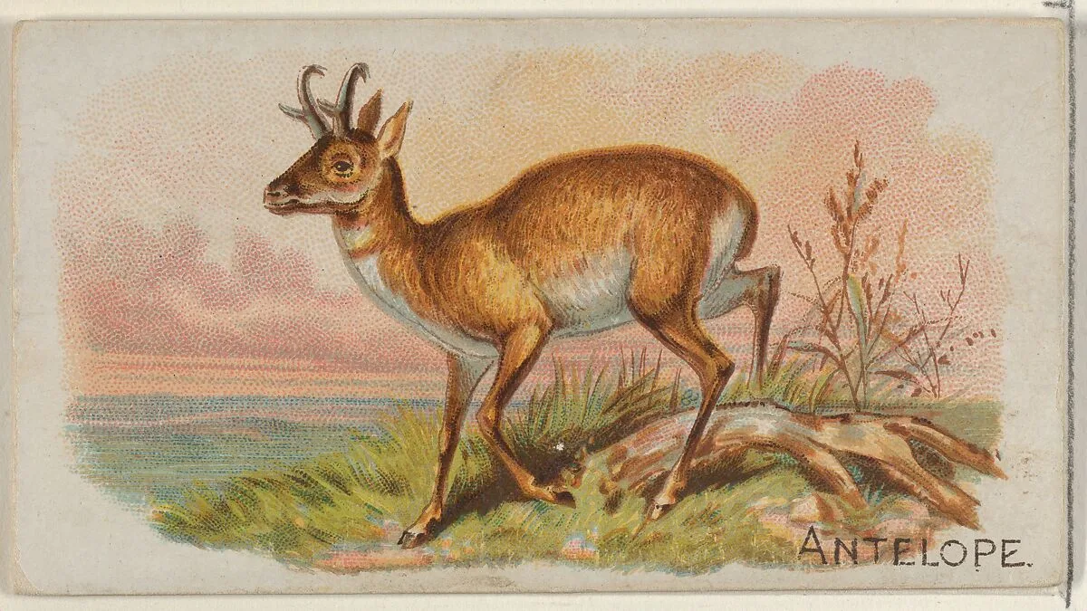 Antelope, from the Quadrupeds series (N21) for Allen & Ginter Cigarettes — Allen & Ginter|Lindner, Eddy & Claus
