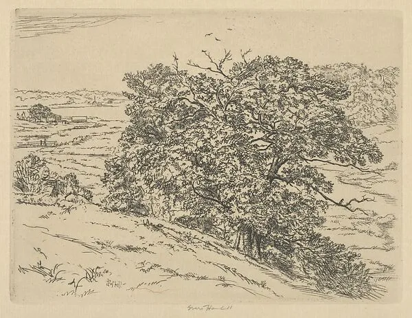 Dromore Oaks — Ernest Haskell