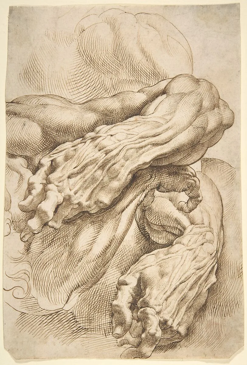 Anatomical Studies: a left forearm in two positions and a right forearm — Peter Paul Rubens