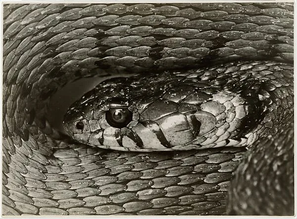 Snake Head — Albert Renger-Patzsch