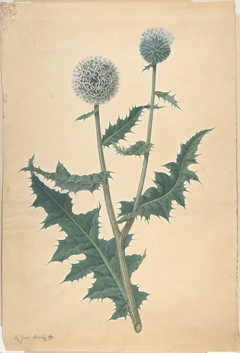 Study of a Thistle