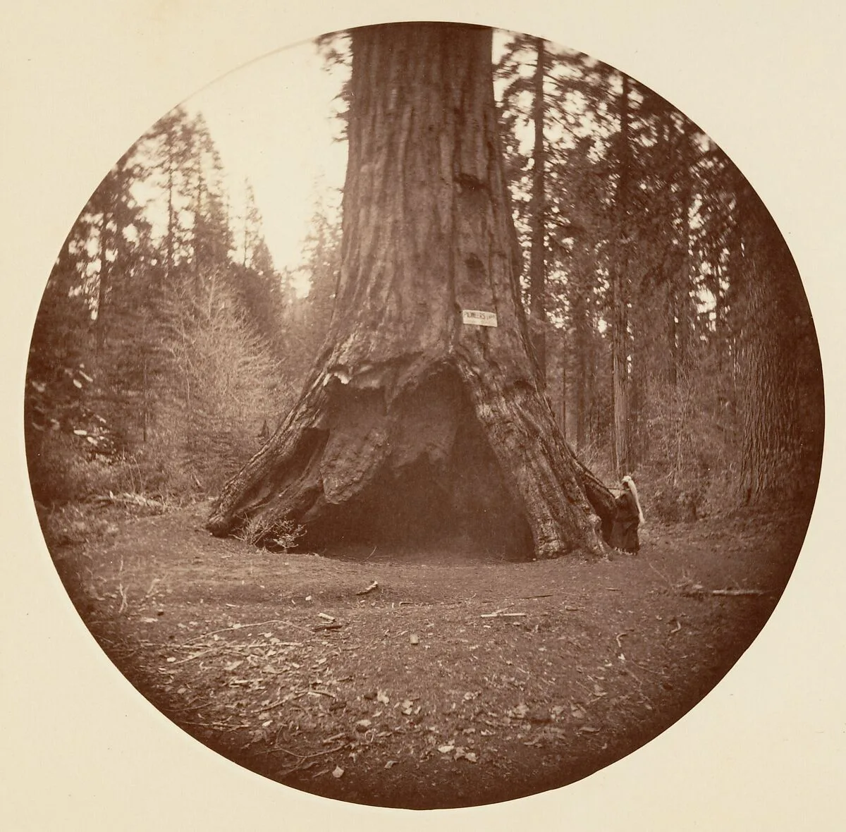 Pioneers Cabin - Calaveras Grove — Carleton E. Watkins