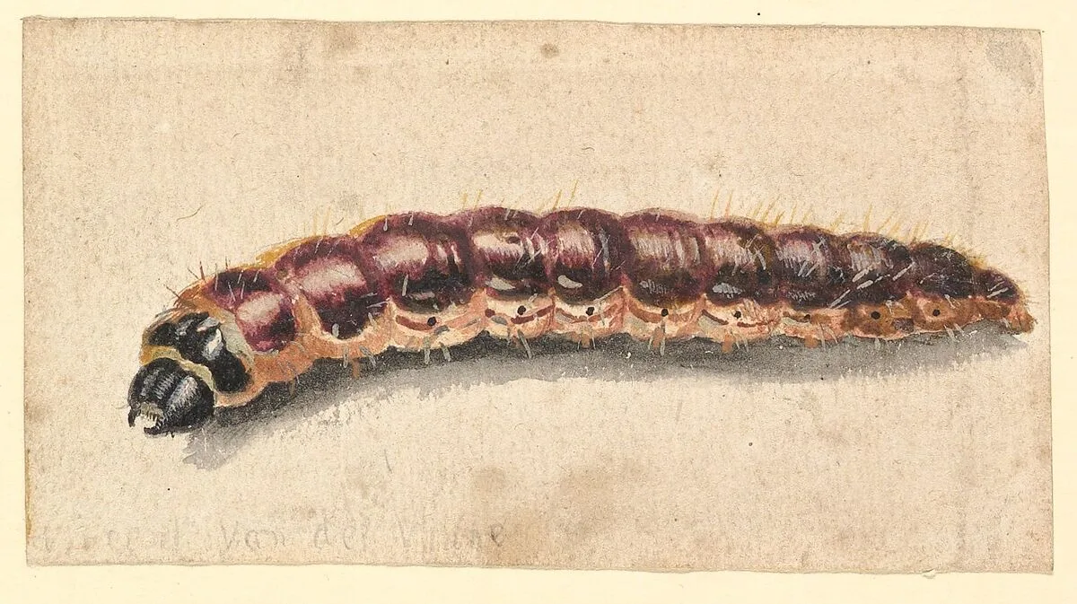 A Caterpillar — Jan Vincentsz van der Vinne|Vincent Laurensz van der Vinne