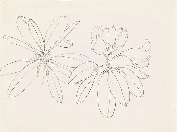 現代 謝稚柳 杜鵑畫稿 冊頁|Rhododendrons — Xie Zhiliu