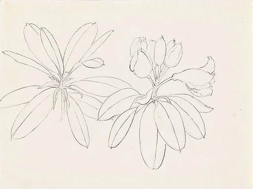現代 謝稚柳 杜鵑畫稿 冊頁|Rhododendrons