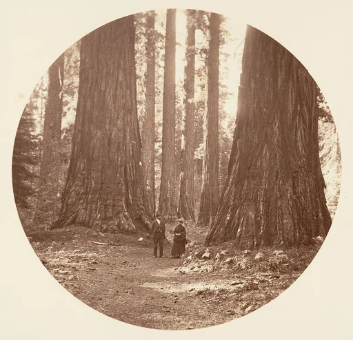 The Three Graces Seen Through the Bryant and Seward Calaveras Grove