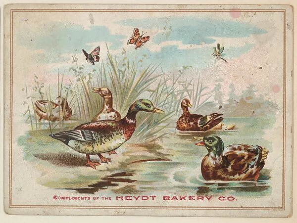 Ducks, collector card from the Birds and Greeting Cards series (D17), issued by the Heydt Baking Company — Heydt Bakery Company