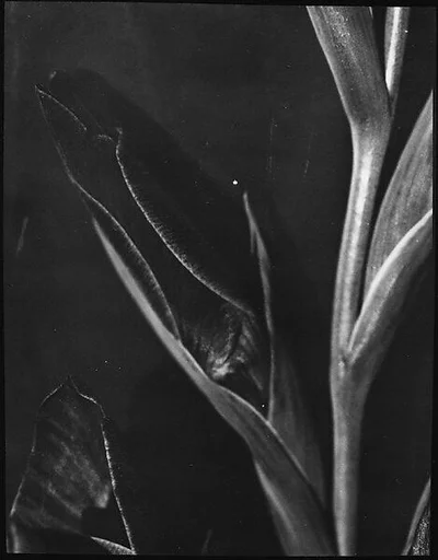 [Detail of Gladiola Stem, Darien, Connecticut]