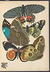 Papillons, Pl. 2 — Tolmer Editeur|Emile-Allain Séguy