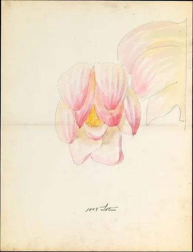 Design drawing of of lotus blossom of floral capital from loggia, Laurelton Hall
