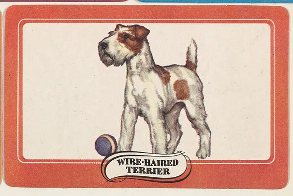Wire-Haired Terrier, bakery insert card from the Dogs series (D26), issued by the Omar Baking Company — Omar Baking Company
