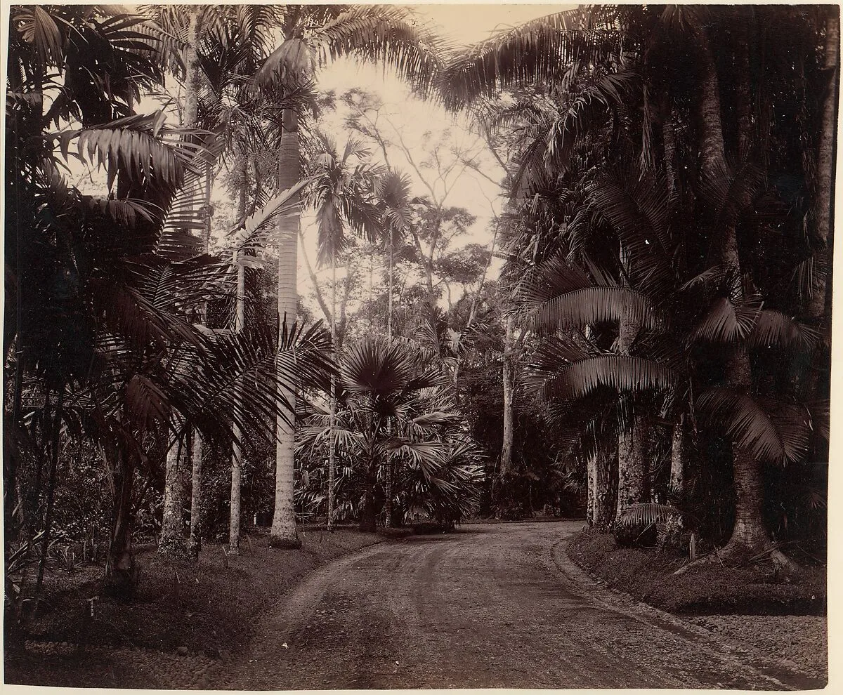 Palm Group, Bvitenzorg, Java — Unknown