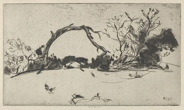 Cypress Study No. 1 — Ernest Haskell