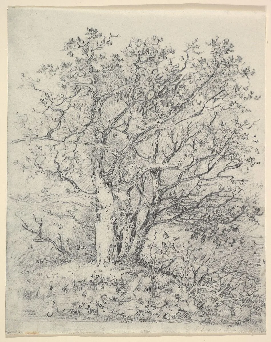 Study for Three Trees — John Crome