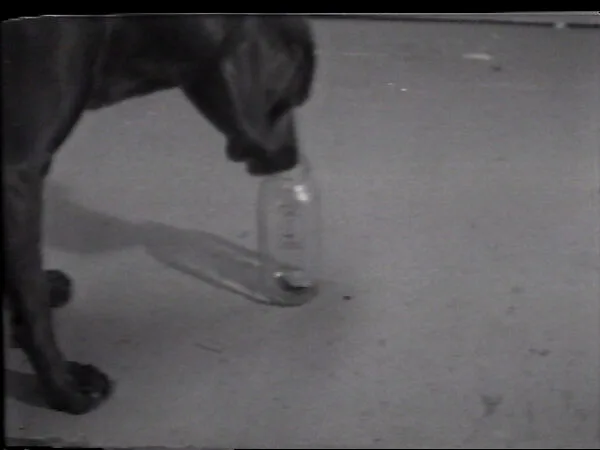 Treat Bottle — William Wegman