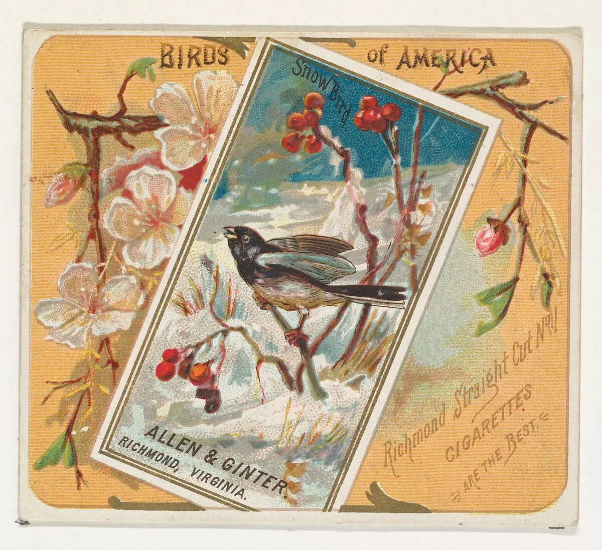 Snow Bird, from the Birds of America series (N37) for Allen & Ginter Cigarettes — Allen & Ginter