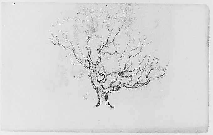 Tree Study (from Sketchbook) — Henry Ward Ranger