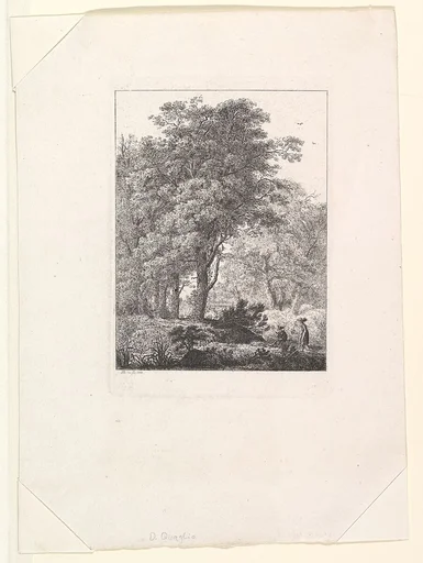 Forest Landscape