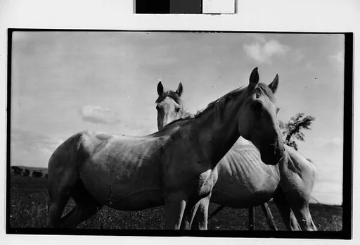[Two Horses, Probably Canada]