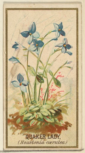 Quaker Lady (Houstonia caerulea), from the Flowers series for Old Judge Cigarettes