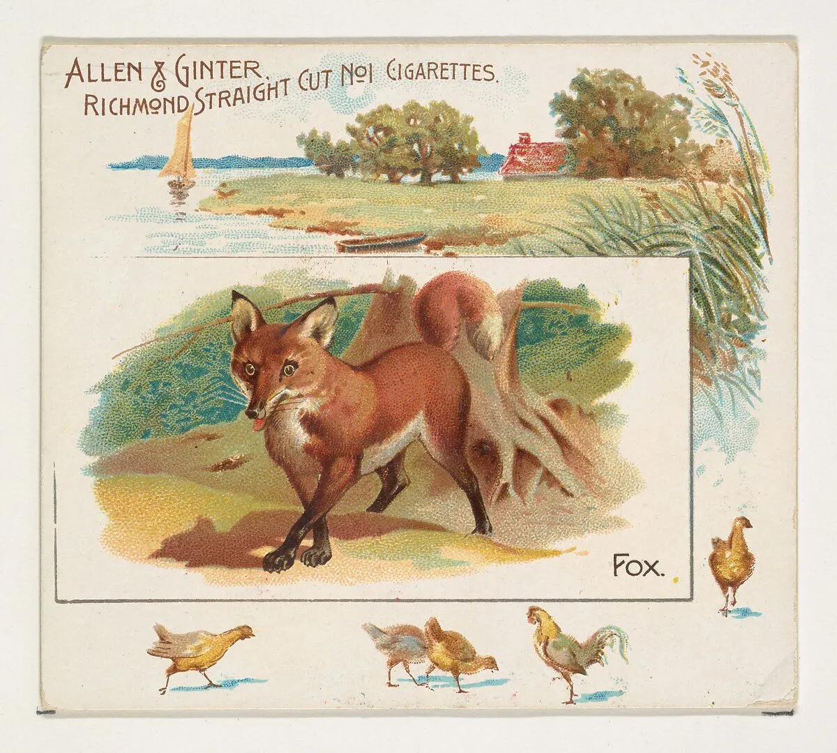 Fox, from Quadrupeds series (N41) for Allen & Ginter Cigarettes — Allen & Ginter|Lindner, Eddy & Claus