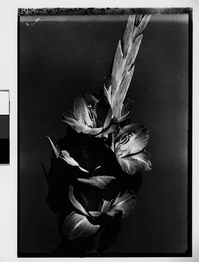 [Gladiola in Front of Backdrop, Darien, Connecticut]