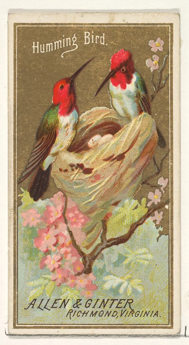 Hummingbird, from the Birds of America series (N4) for Allen & Ginter Cigarettes Brands — Allen & Ginter