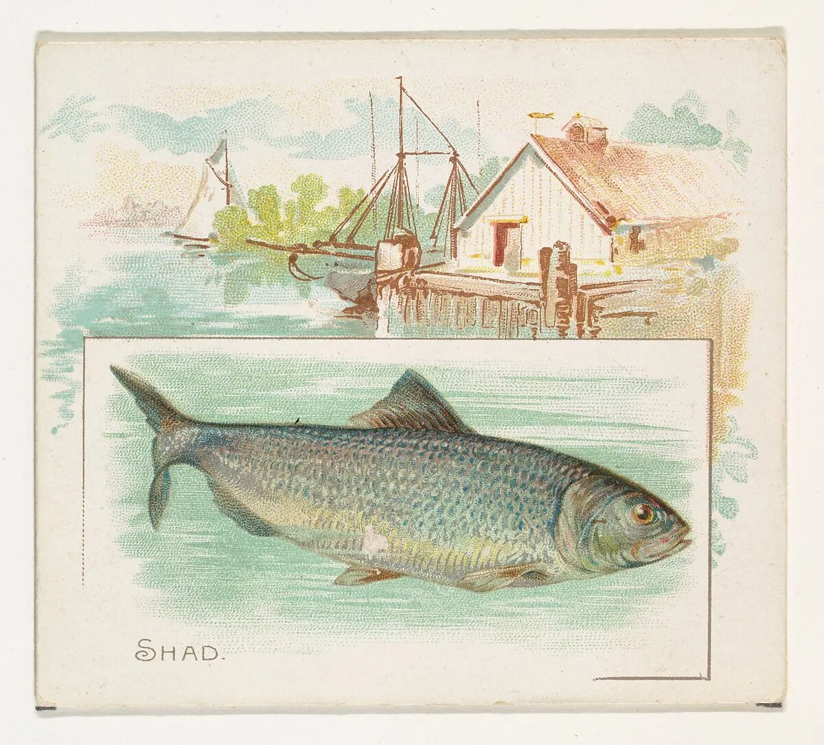 Shad, from Fish from American Waters series (N39) for Allen & Ginter Cigarettes — Lindner, Eddy & Claus|Allen & Ginter