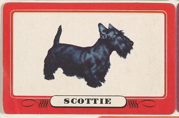 Scottie, bakery insert card from the Dogs series (D26), issued by the Omar Baking Company — Omar Baking Company