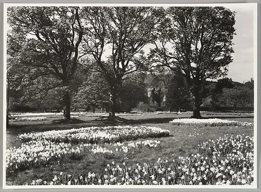 [Spring Daffodils under the Trees of Dalwyck House, Pebbleshire]