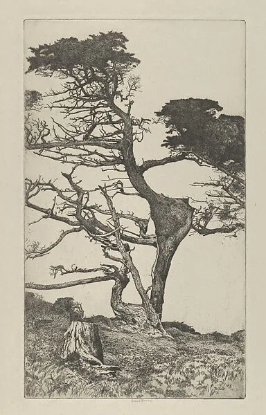 Head of the Ostrich — Ernest Haskell