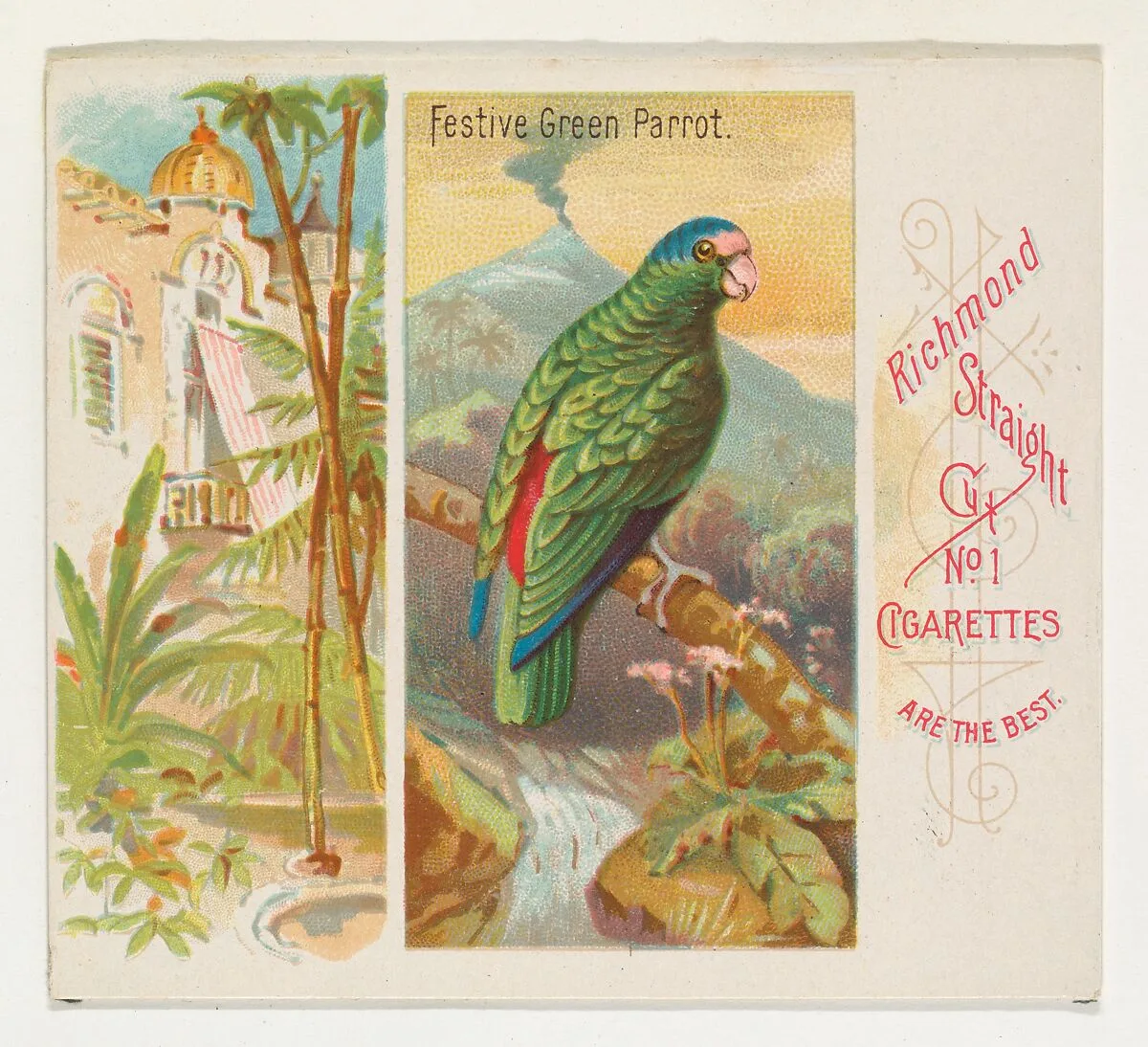 Festive Green Parrot, from Birds of the Tropics series (N38) for Allen & Ginter Cigarettes — Allen & Ginter|George S. Harris & Sons