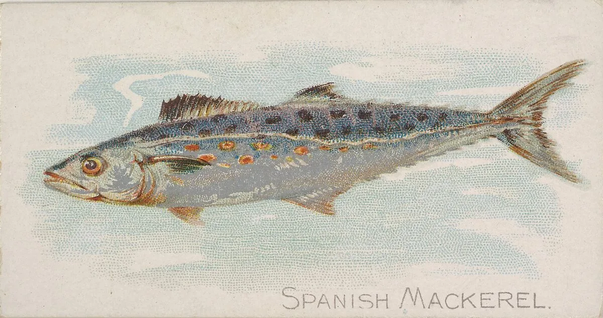 Spanish Mackerel, from the Fish from American Waters series (N8) for Allen & Ginter Cigarettes Brands — Allen & Ginter|Lindner, Eddy & Claus