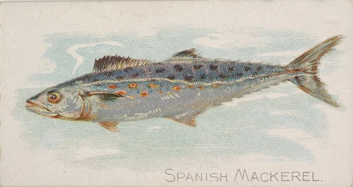 Spanish Mackerel, from the Fish from American Waters series (N8) for Allen & Ginter Cigarettes Brands