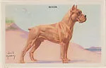Boxer from Our Friend – the Dog Educational Pictures (W608-4) — Unknown