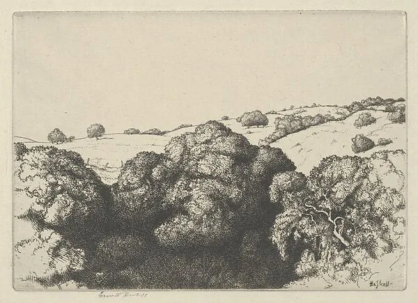 Live Oak Shadows — Ernest Haskell