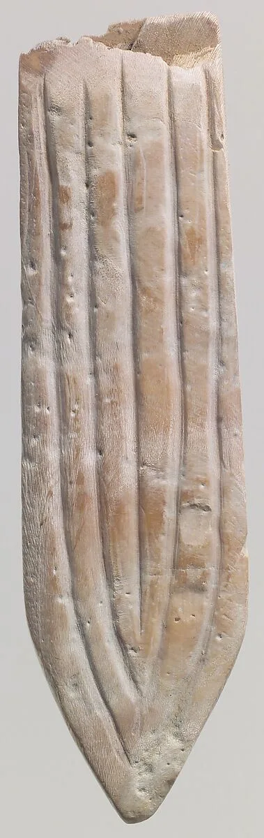Shell fragment — Unknown