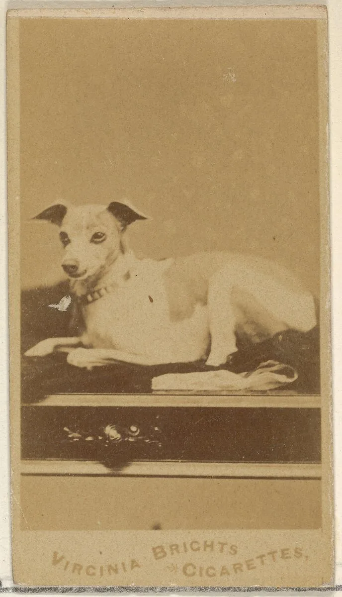 From the Dogs series (N47) for Virginia Brights Cigarettes — Allen & Ginter