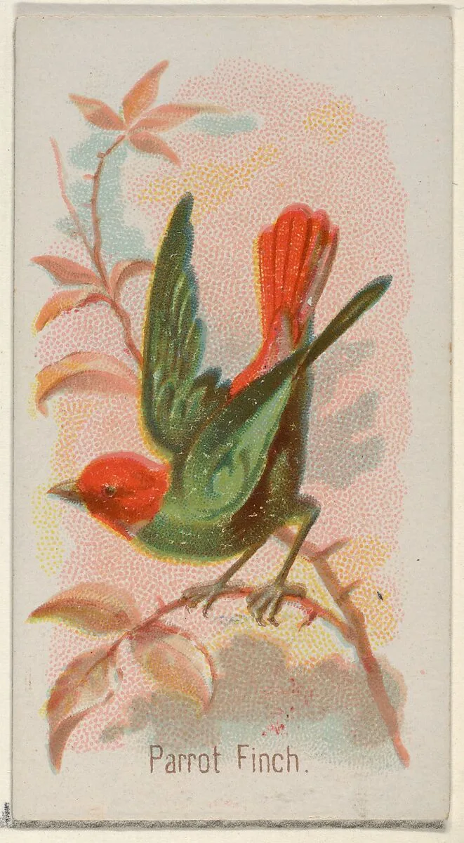 Parrot Finch, from the Song Birds of the World series (N23) for Allen & Ginter Cigarettes — George S. Harris & Sons|Allen & Ginter